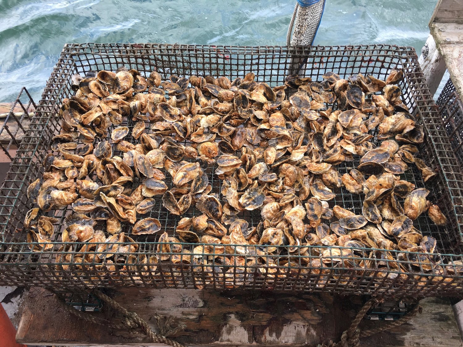 Oyster tray filled with cultivated oysters